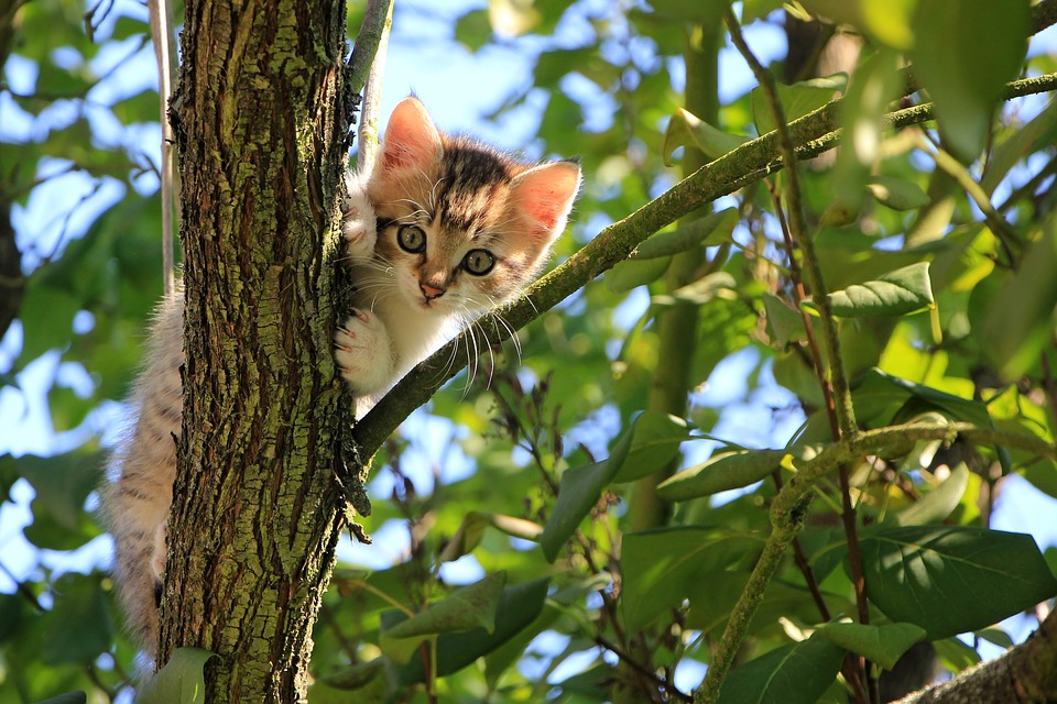 Comment prendre soin d’un chaton